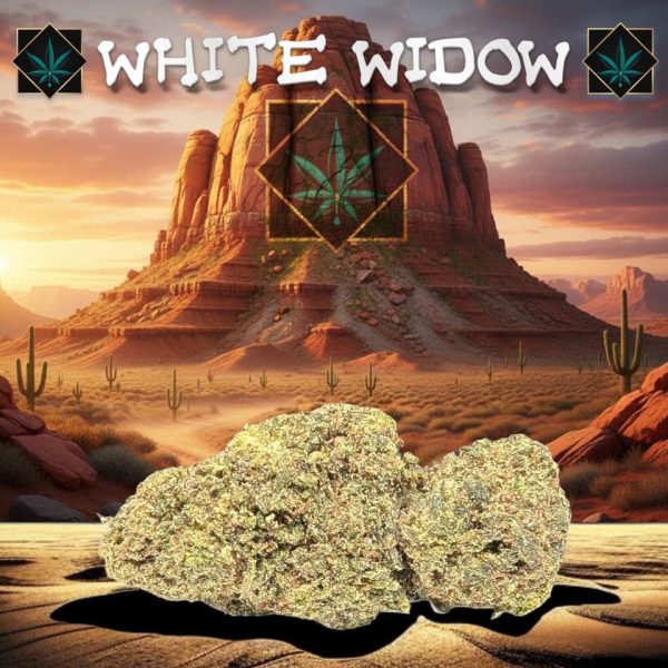 white widow puissance paka